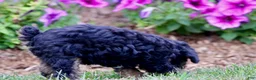 Toy Poodle dogs for sale: Hailey - Ad 11