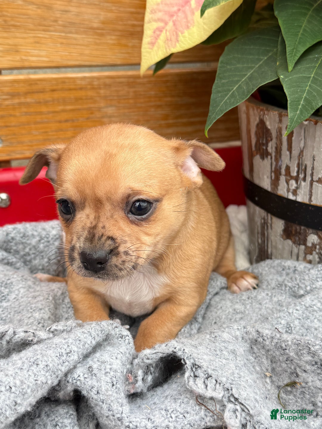Chihuahua dogs for sale: Cocoa - Ad 12