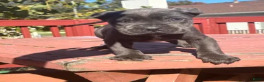 Cane Corso 2