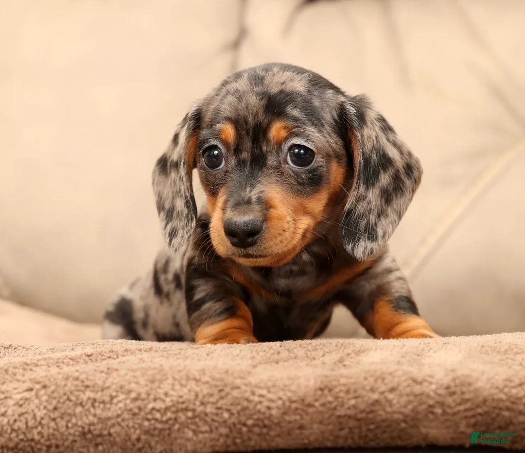 Miniature Dachshund dogs for sale: Indigo - Ad 6