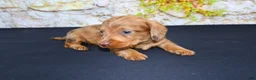 Miniature Dachshund dogs for sale: Zelda - Ad 4