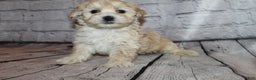 Morkie dogs for sale: Dasher - Ad 5