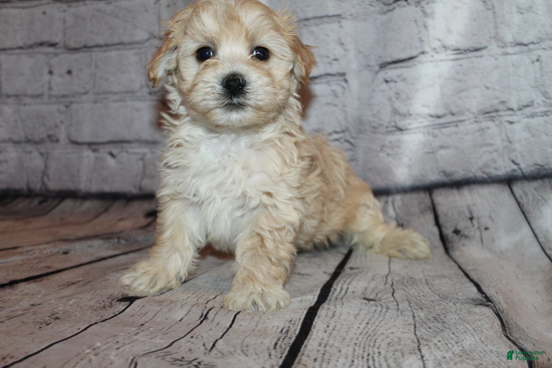 Morkie dogs for sale: Dasher - Ad 5