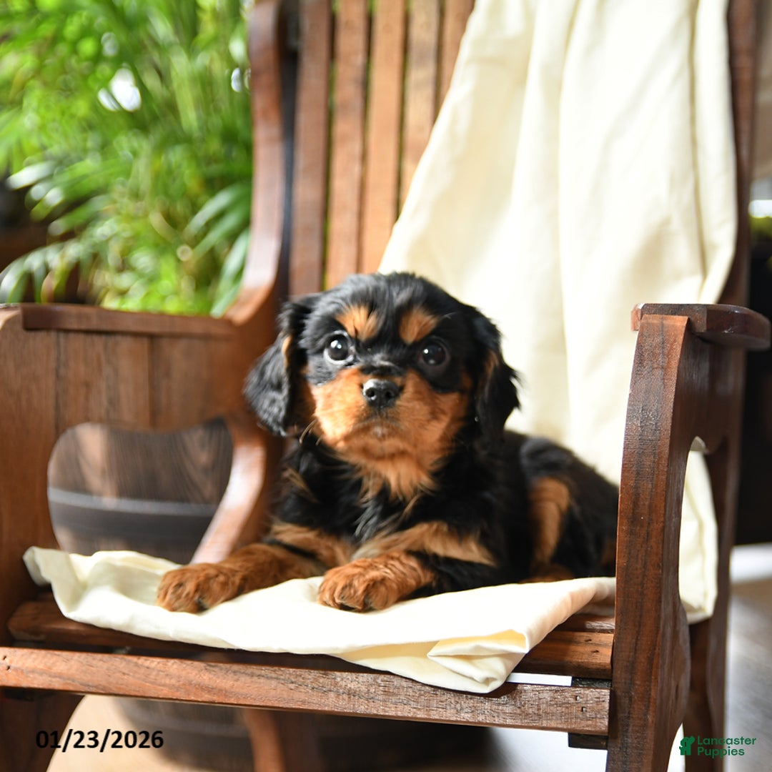 Cavalier King Charles Spaniel dogs for sale: Blueberry - Ad 4