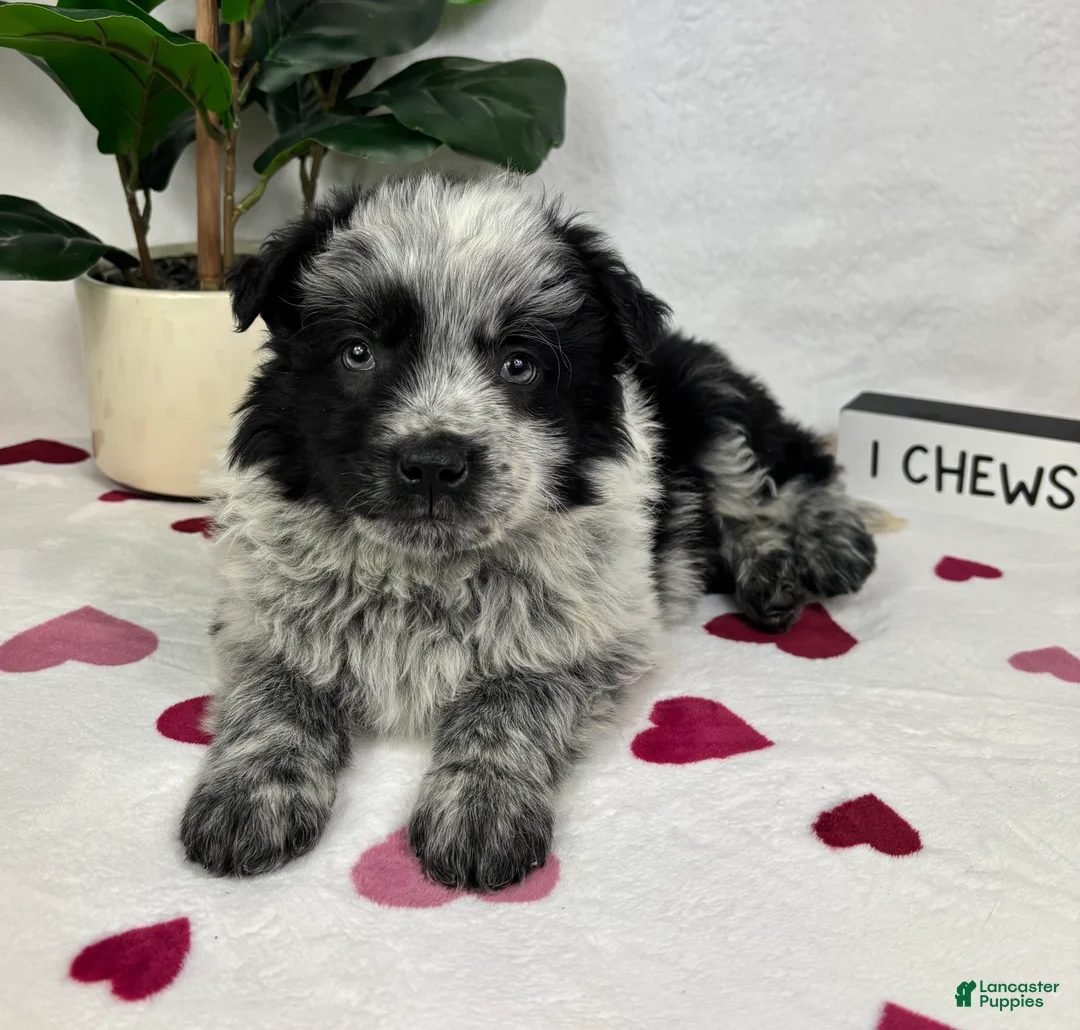 Mixed Breed dogs for sale: Maxwell - Ad 5