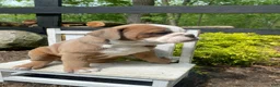 English Bulldog dogs for sale: Susie - Ad 4