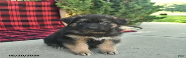 Ralph 