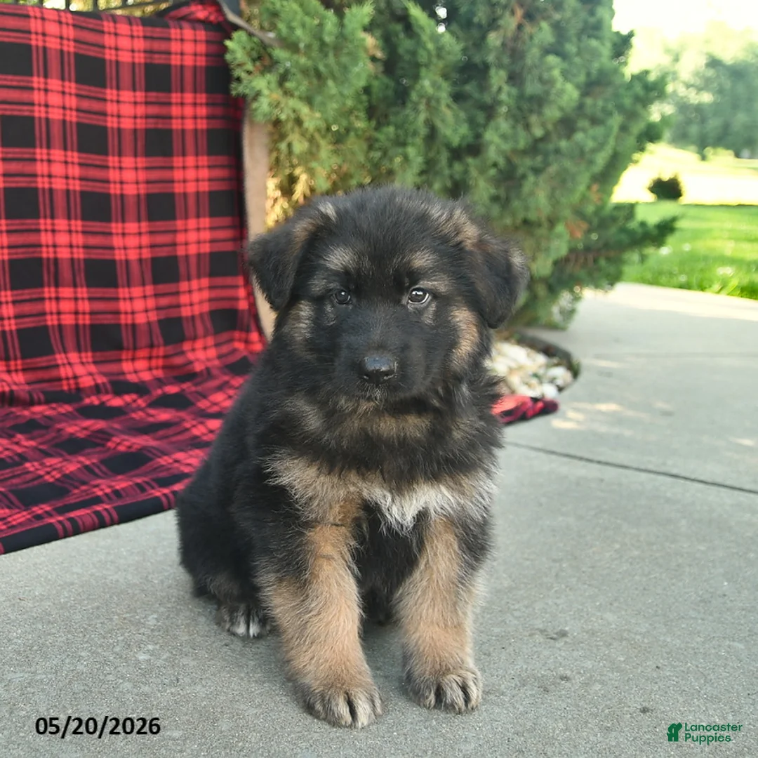 Mixed Breed dogs for sale: Ralph  - Ad 1