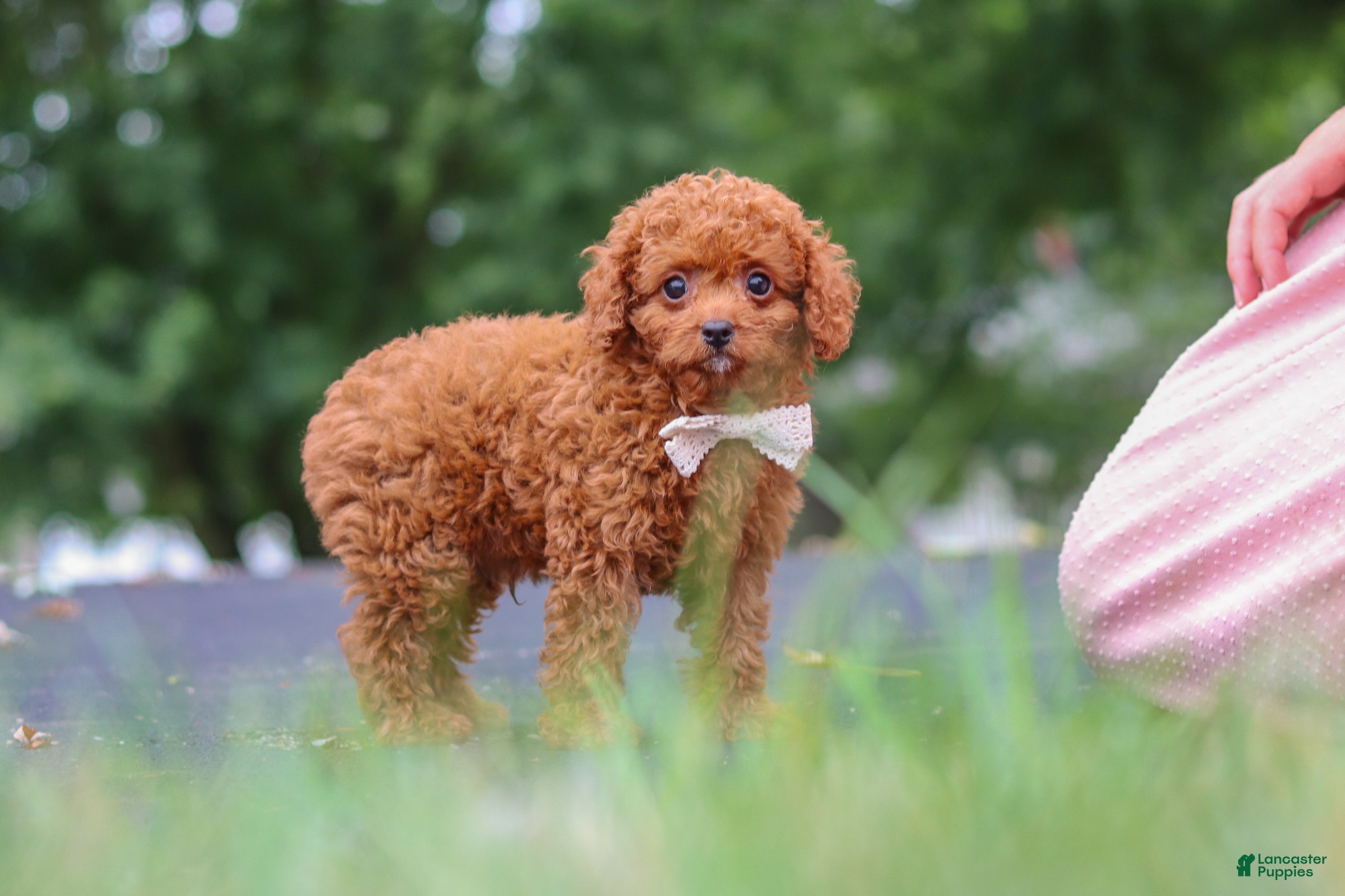 Cavapoo dogs Wallen - Ad 2