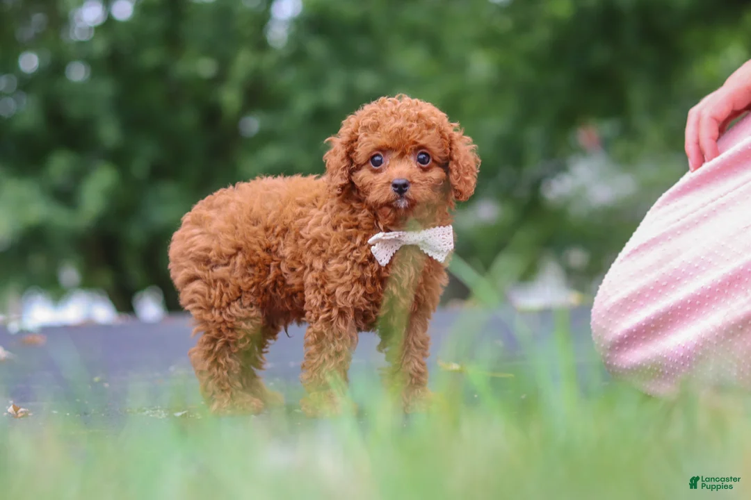 Cavapoo dogs for sale: Wallen - Ad 2
