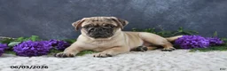 Pug dogs for sale: Gracelyn - Ad 1