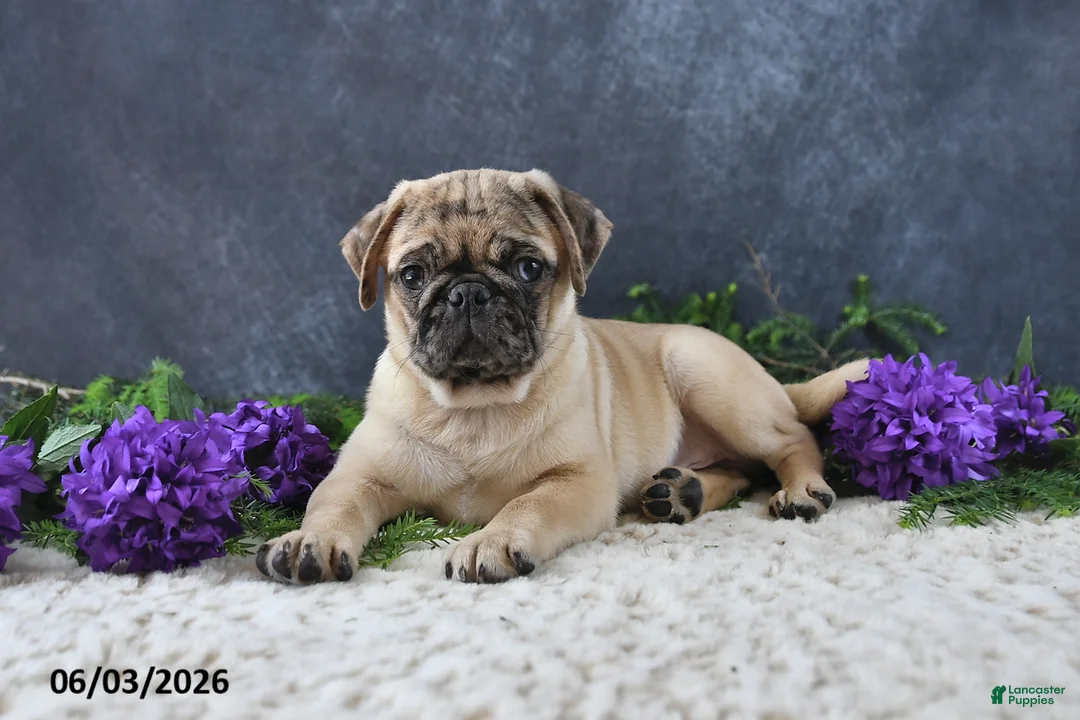 Pug dogs for sale: Gracelyn - Ad 1