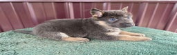 German Shepherd dogs for sale: German Shepherd Puppy 5 Bella - Ad 4