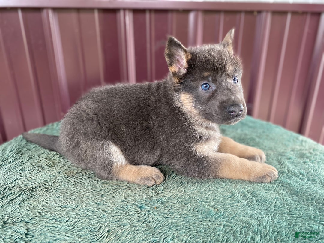 German Shepherd dogs for sale: German Shepherd Puppy 5 Bella - Ad 4