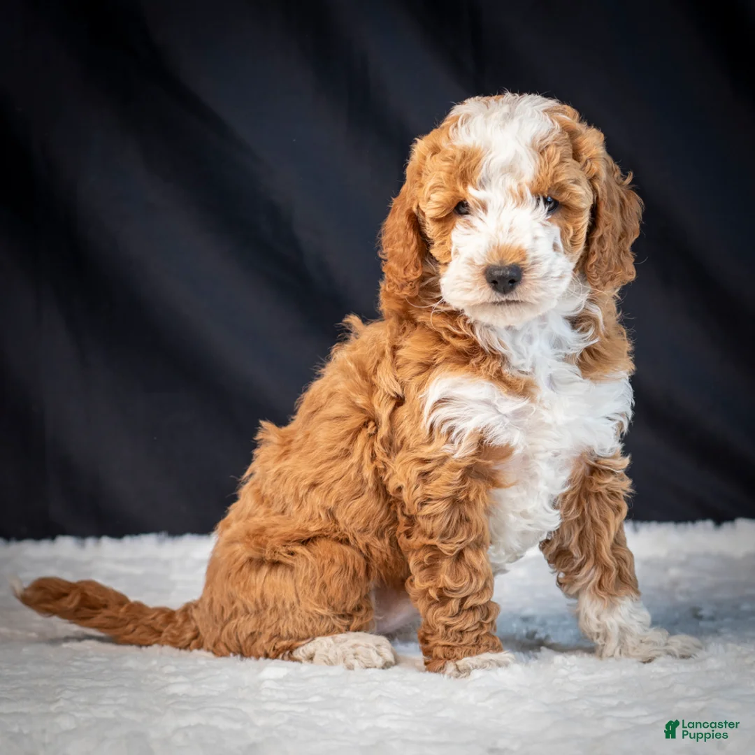 Mini Goldendoodle dogs for sale: Blossom - Ad 6