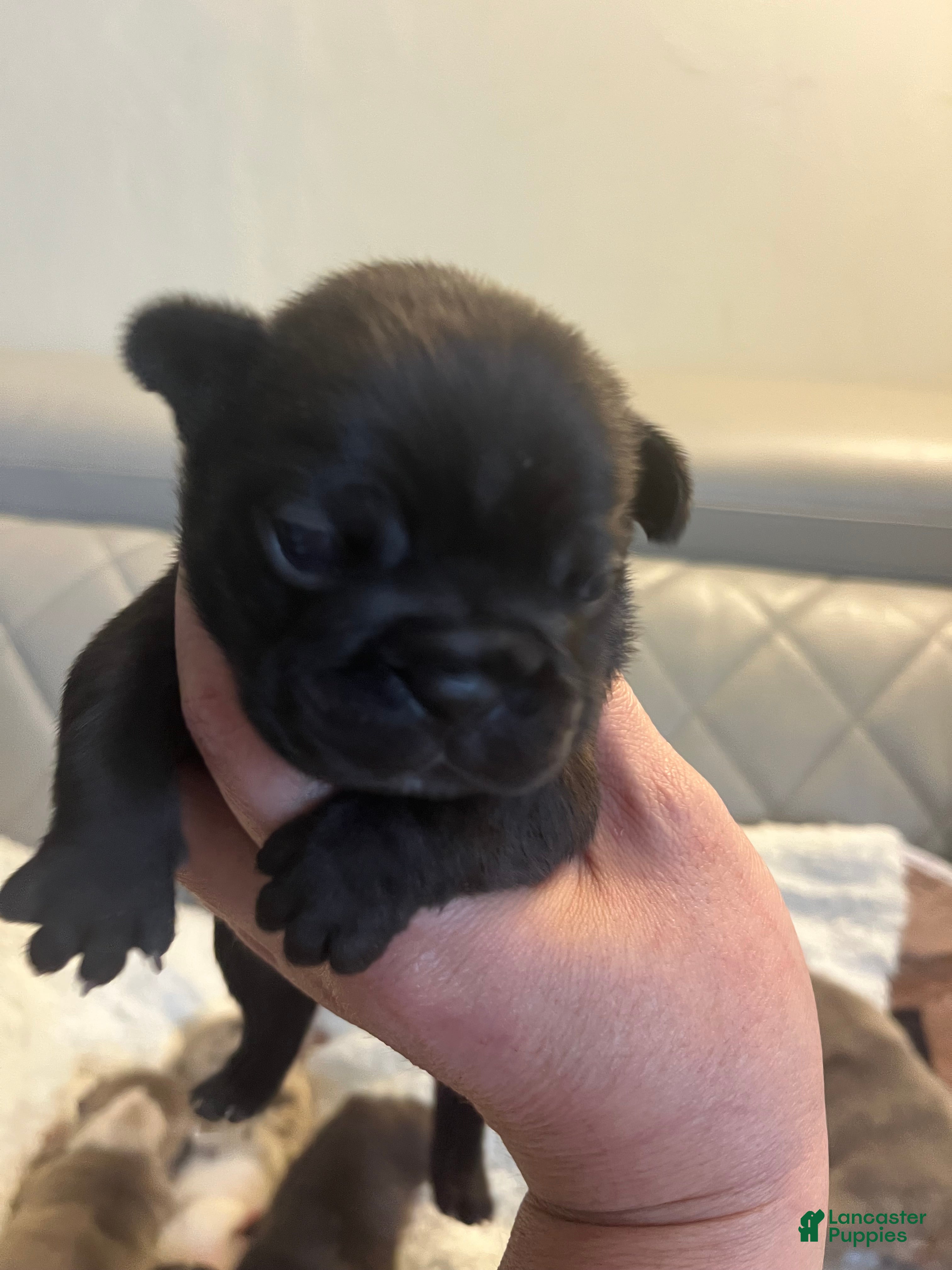 French Bulldog dogs French Bulldog 5 - Ad 4