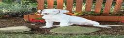 Great Dane dogs for sale: Pearl Great Dane  - Ad 6
