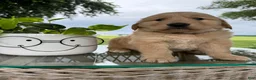 Golden Retriever dogs for sale: Victor - Ad 14