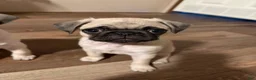 Pug dogs for sale: jessie orange collar - Ad 5