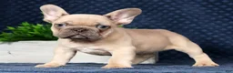 French Bulldog dogs for sale: Ulysses - Ad 7