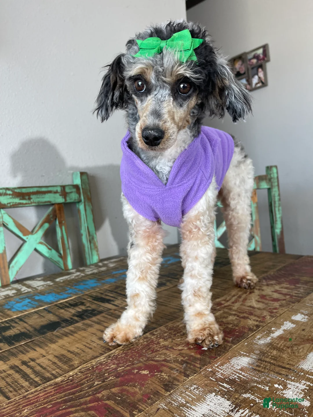 Miniature Poodle dogs for sale: Akc Blue Merle Parti Phantom  - Ad 2