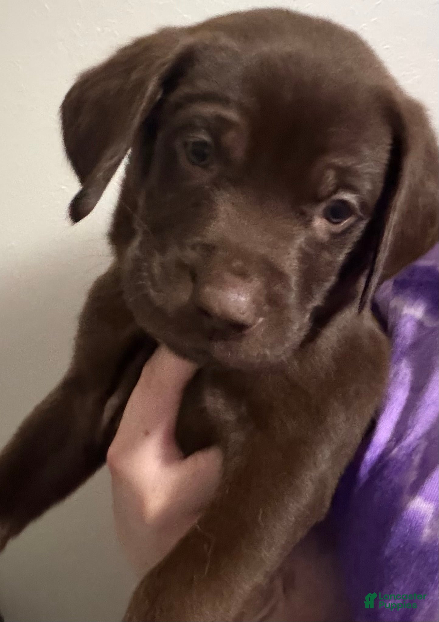 Labrador Retriever dogs Lab Puppy 3 - Dark Blue Collar - Ad 7