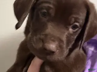 Labrador Retriever dogs Lab Puppy 3 - Dark Blue Collar - Ad 7