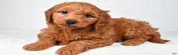 Mini Goldendoodle dogs for sale: Colton - Ad 3