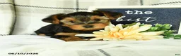 Yorkshire Terrier dogs for sale: Victor - Ad 3