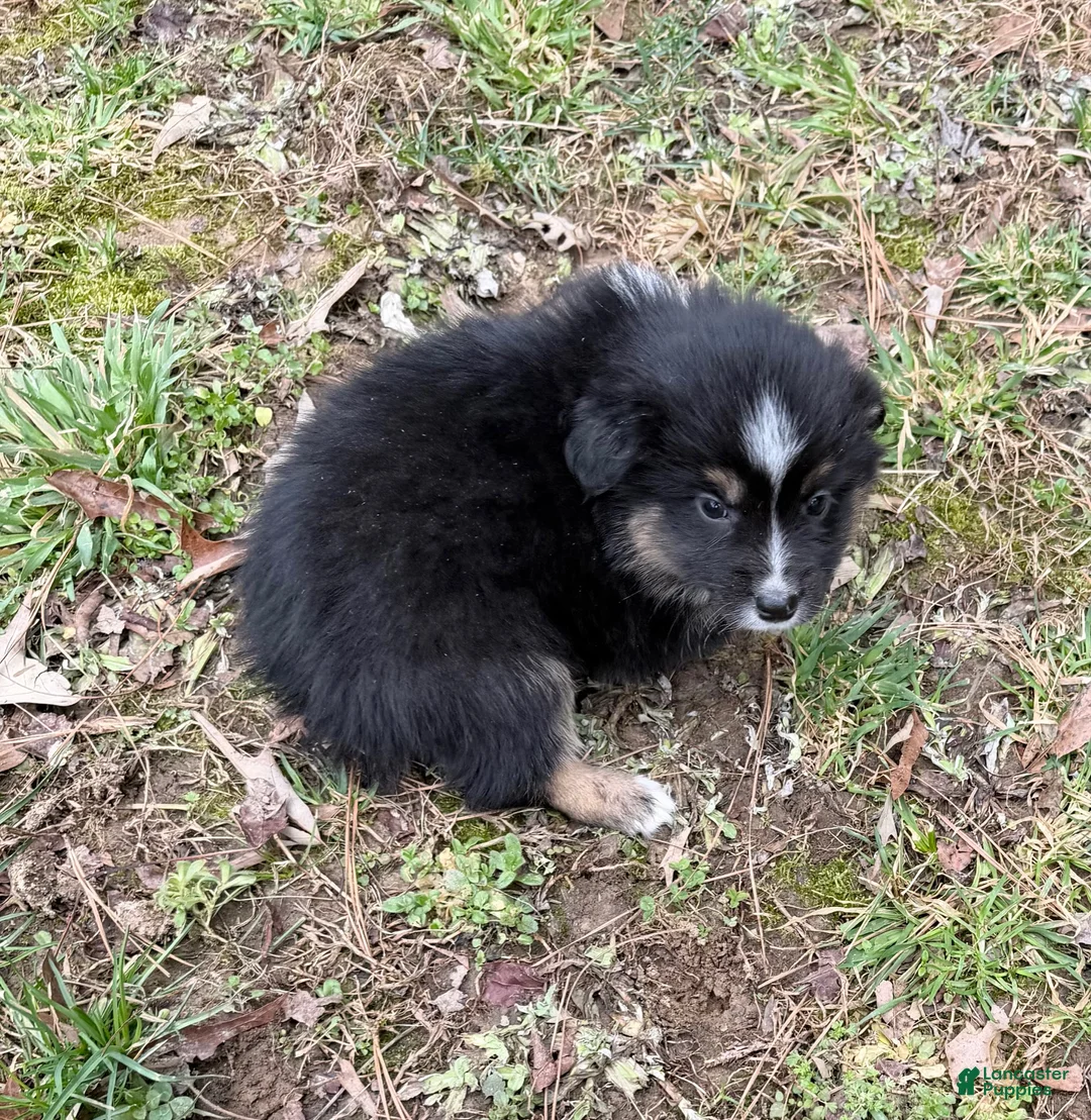 Australian Shepherd dogs for sale: Joe - Ad 1