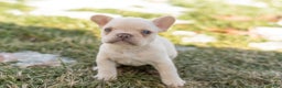 French Bulldog dogs for sale: Daryl - Ad 2