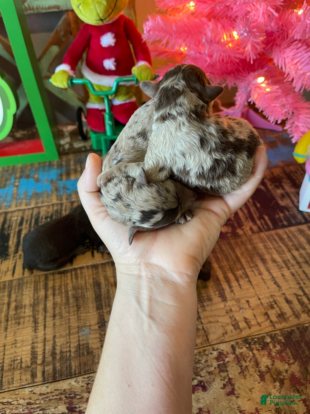 Miniature Poodle dogs for sale: Akc Clear Chocolate Merle Phantom Boy 1 - Ad 2