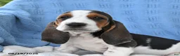 Basset Hound dogs for sale: Chuck - Ad 3
