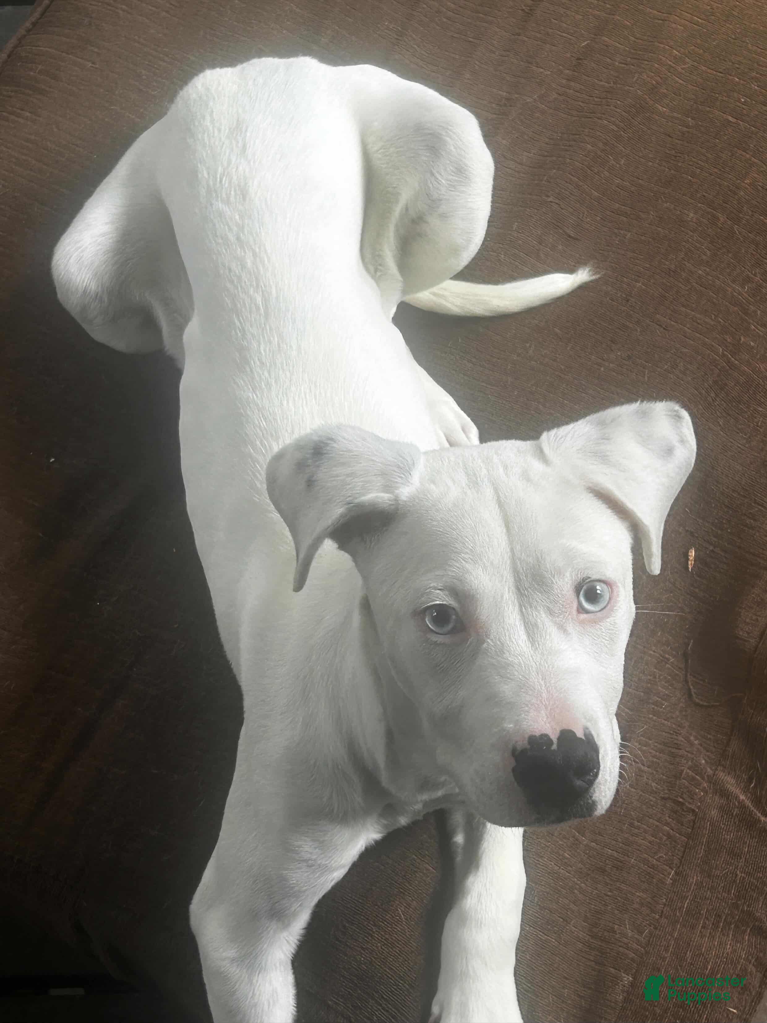 Dogo Argentino dogs Dogo Argentino 1 - Ad 1