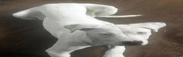Dogo Argentino dogs for sale: Dogo Argentino 1 - Ad 1