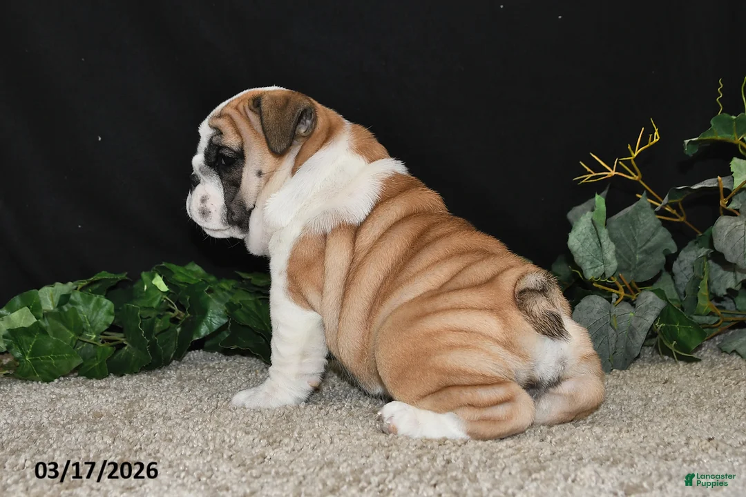 English Bulldog dogs for sale: Abby - Ad 2