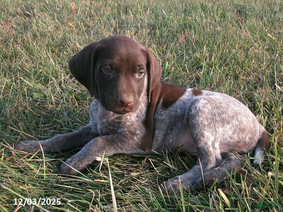 German Shorthaired Pointer dogs Annika - Ad 2