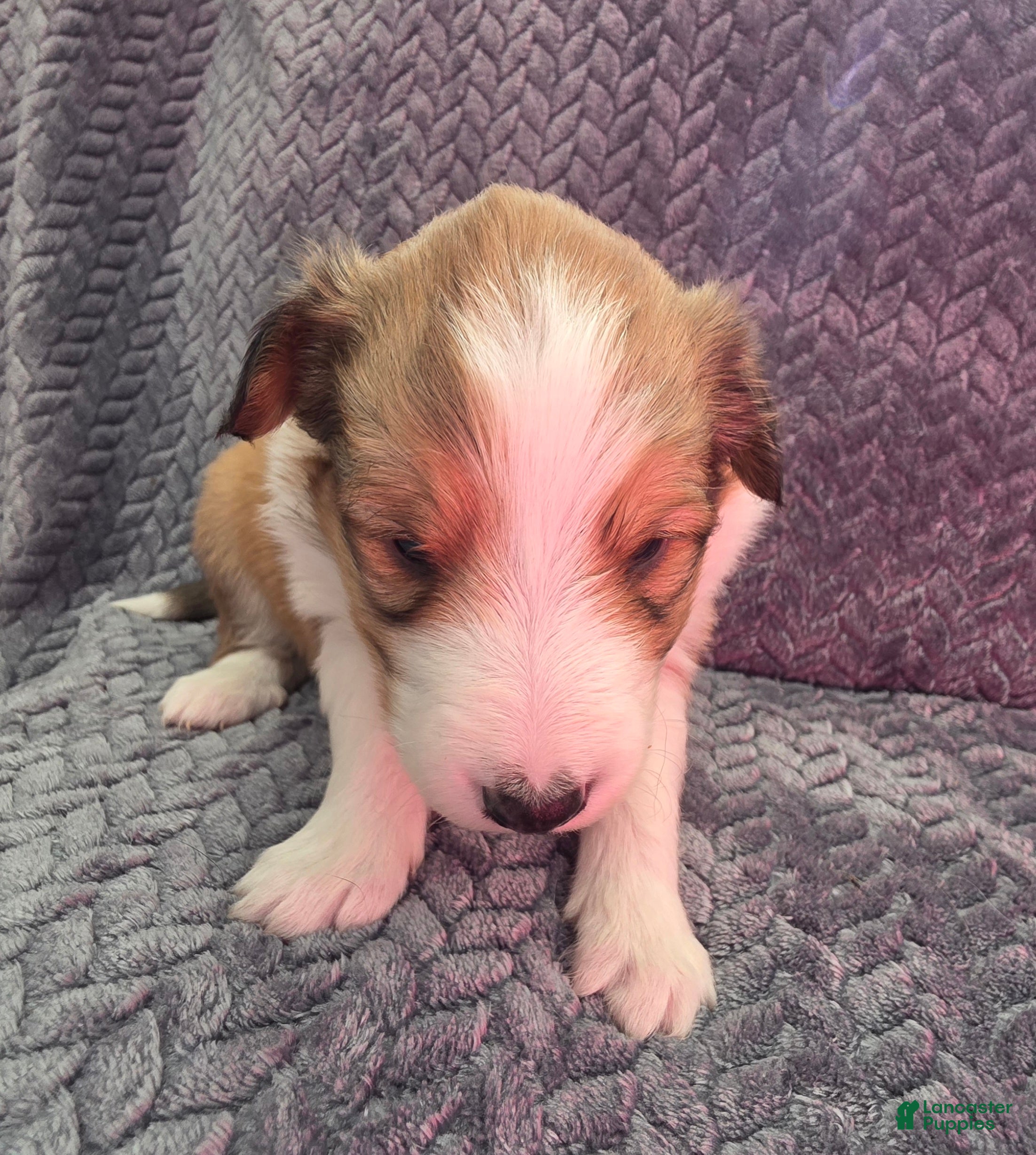 Shetland Sheepdog dogs Cicero - Ad 22