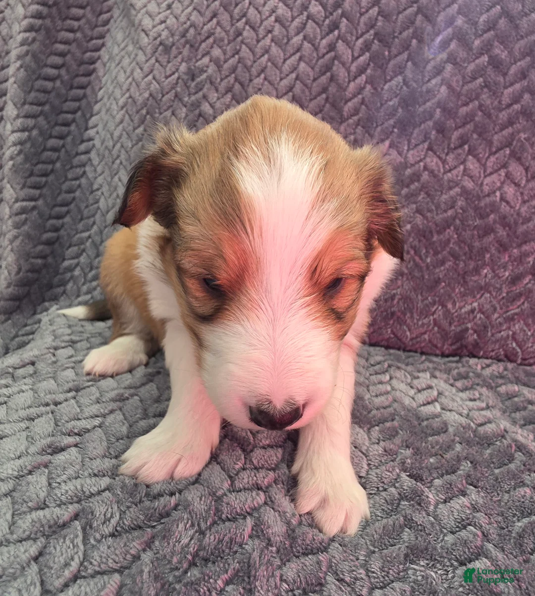 Shetland Sheepdog dogs for sale: Cicero - Ad 1