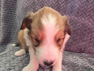 Shetland Sheepdog dogs Cicero - Ad 22