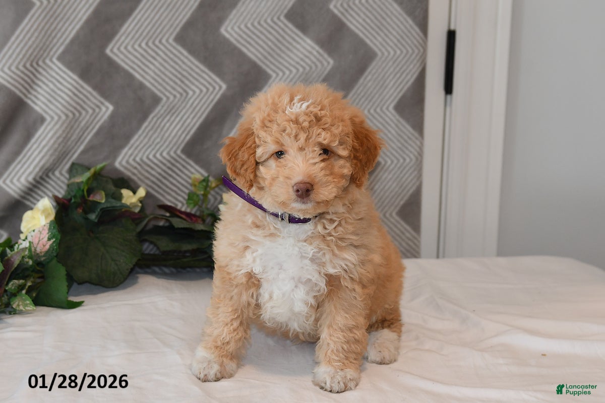 Mini Aussiedoodle dogs Arlan - Ad 3