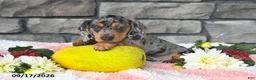 Miniature Dachshund dogs for sale: Freddie - Ad 5
