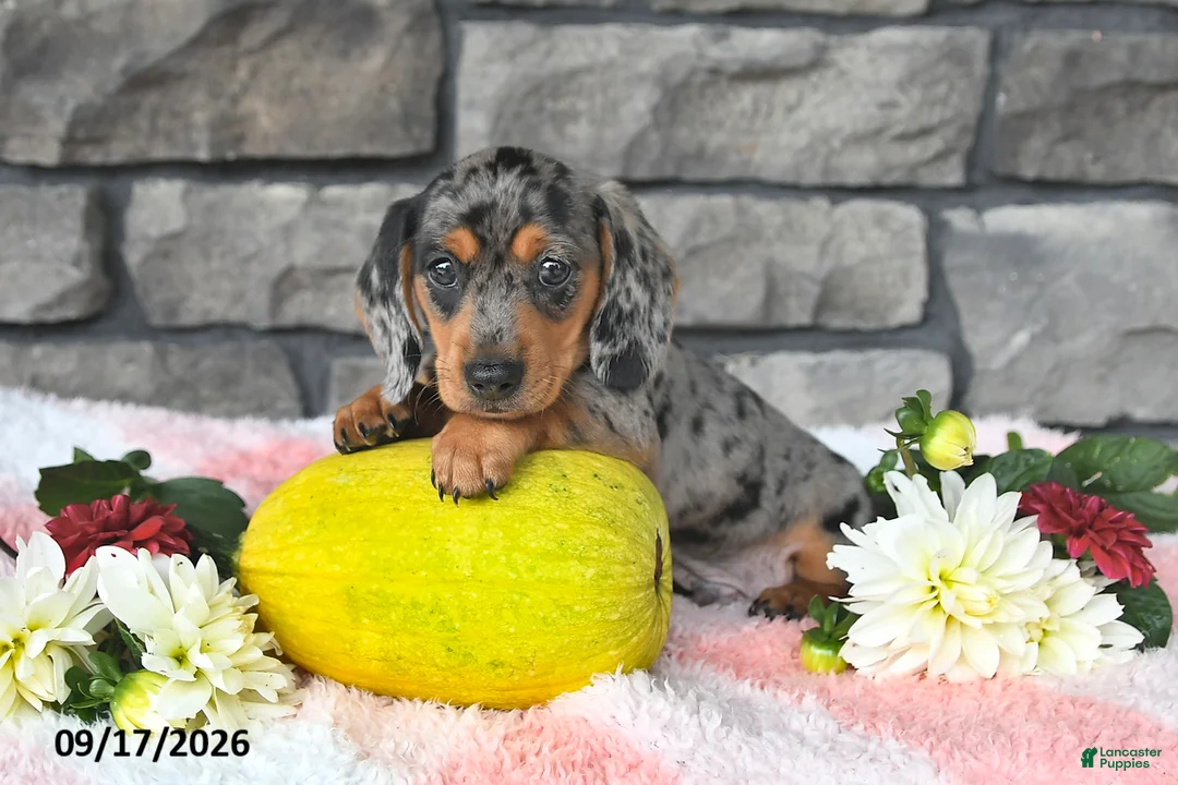 Miniature Dachshund dogs for sale: Freddie - Ad 5