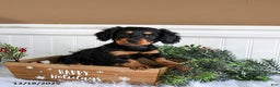 Miniature Dachshund dogs for sale: Piper - Ad 4