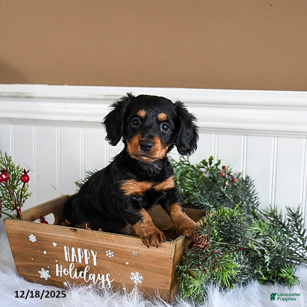Miniature Dachshund dogs for sale: Piper - Ad 4
