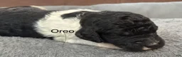 Standard Poodle dogs for sale: Opal - Ad 3