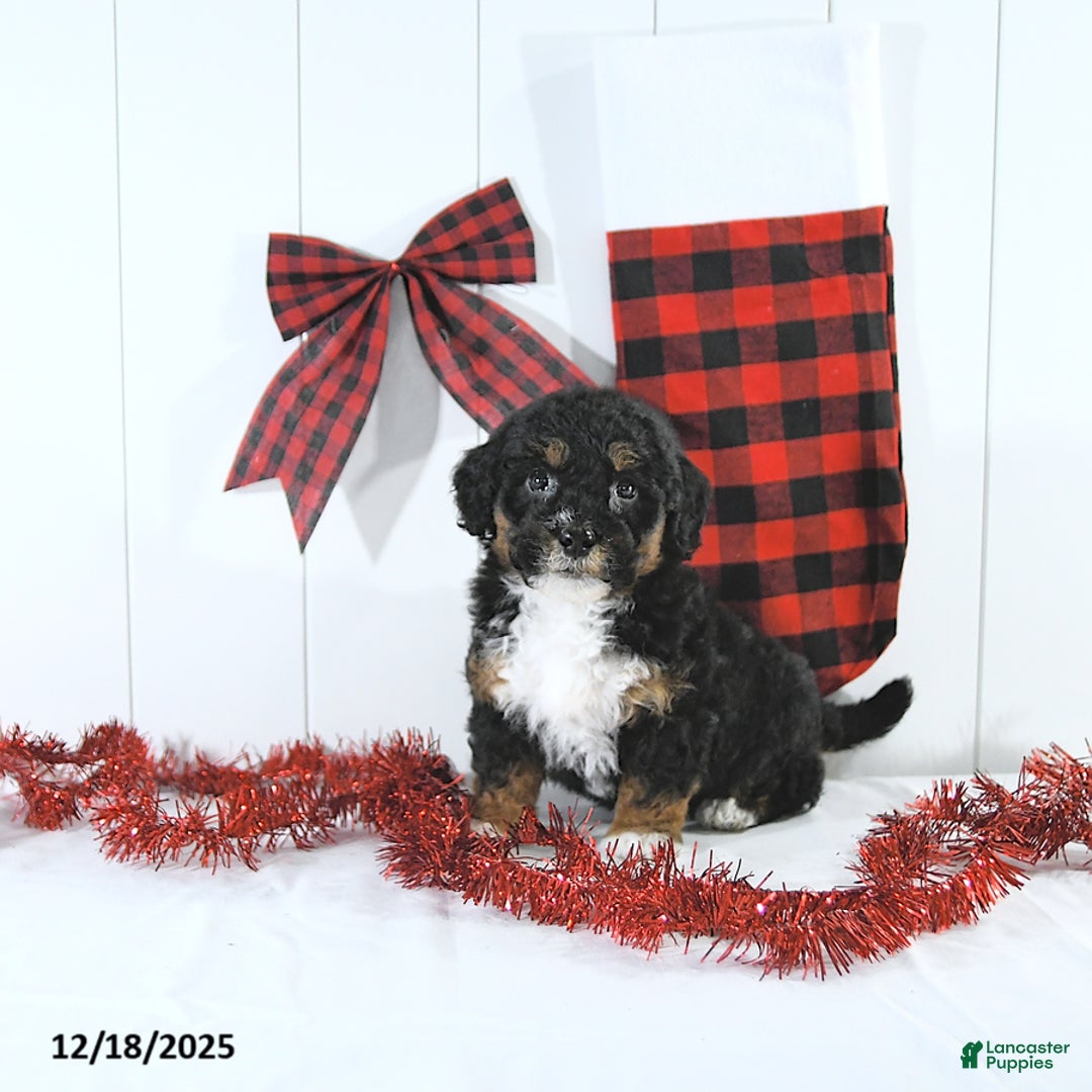 Mini Bernedoodle dogs for sale: Stacy - Ad 2