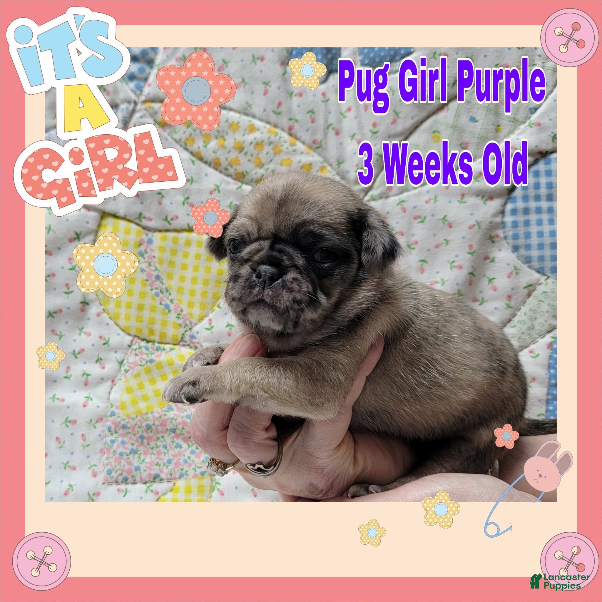 Pug dogs Pug Puppy Girl Purple - Ad 22
