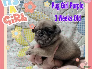 Pug dogs Pug Puppy Girl Purple - Ad 22