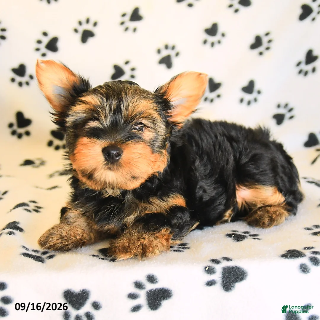 Yorkshire Terrier dogs for sale: Nolan - Ad 5